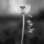 Photographie numérique en noir et blanc - nature morte - pissenlit