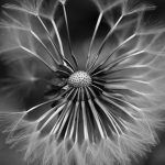 Photographie numérique en noir et blanc - nature morte - pissenlit
