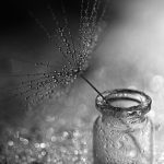 Photographie numérique en noir et blanc - nature morte - pissenlit - bokeh - lumière