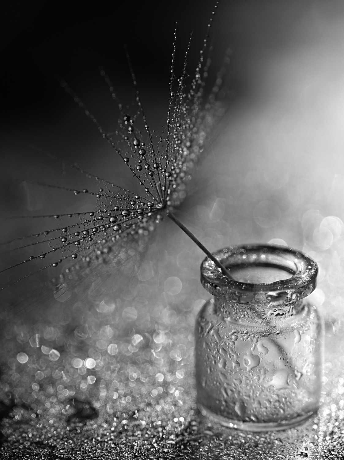 "Nature morte n°1" 2021 - Photographie numérique en noir et blanc - Fujifilm X-T20 - Copyright © AERIN m. Photographie numérique en noir et blanc - nature morte - pissenlit - bokeh