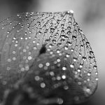 Photographie numérique en noir et blanc - feuille- nervures - bokeh