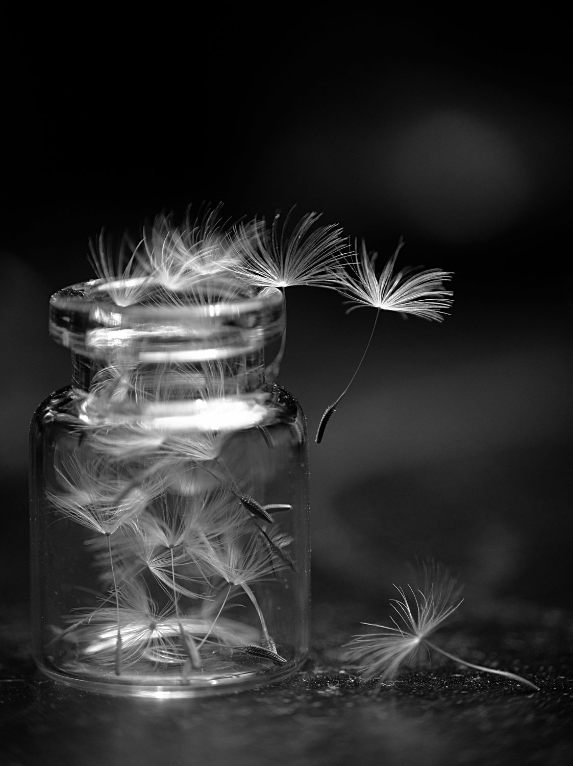"Nature morte n°3" 2020 - Photographie numérique en noir et blanc - Fujifilm X-T20 - Copyright © AERIN m. Photographie numérique en noir et blanc - nature morte - pissenlit