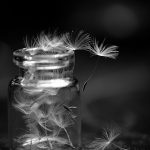 Photographie numérique en noir et blanc - nature morte - pissenlit