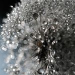 Photographie numérique couleur - nature morte - pissenlit - lumière - bokeh
