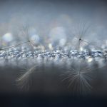 Photographie numérique couleur - pissenlit- bokeh