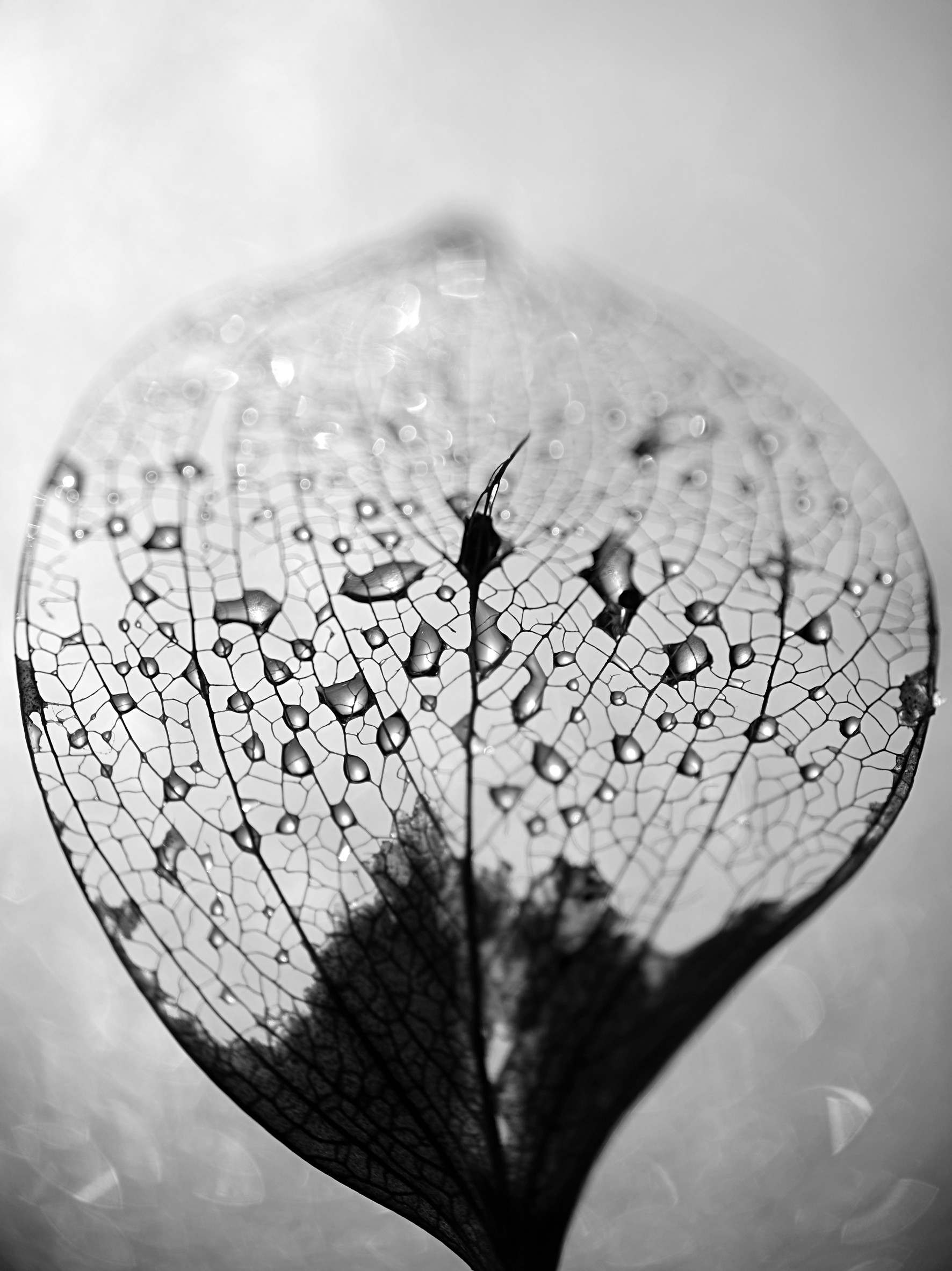 "Nervures n°2" 2021 - Photographie numérique en noir et blanc - Fujifilm X-T20 - Copyright © AERIN m. Photographie numérique en noir et blanc - feuille- nervures - bokeh