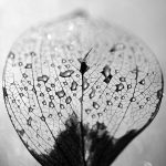 Photographie numérique en noir et blanc - feuille- nervures - bokeh