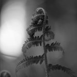 Photographie numérique en noir et blanc - feuille- lumière - bokeh