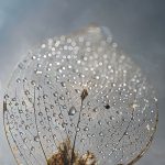 Photographie numérique couleur - feuille- nervures - bokeh