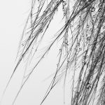 Photographie numérique en noir et blanc - nature morte - plume